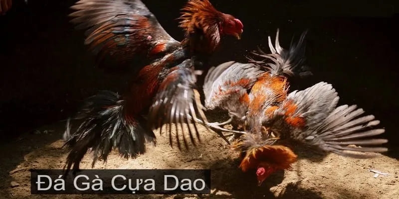 Các loại hình được quan tâm nhất