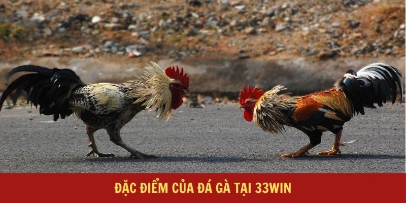 Đặc điểm của đá gà tại 33Win