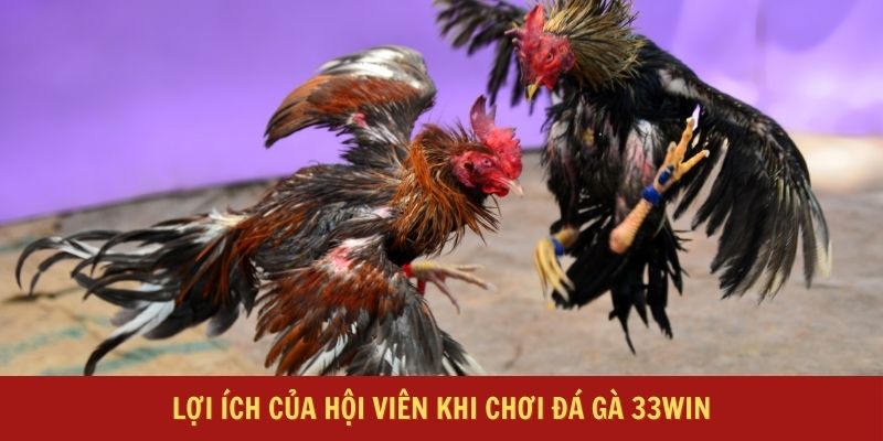 Lợi ích của hội viên khi chơi Đá gà 33Win