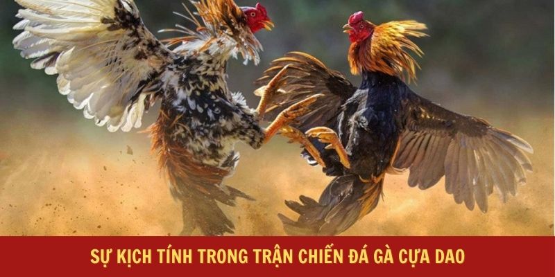 Sự kịch tính trong trận chiến đá gà cựa dao