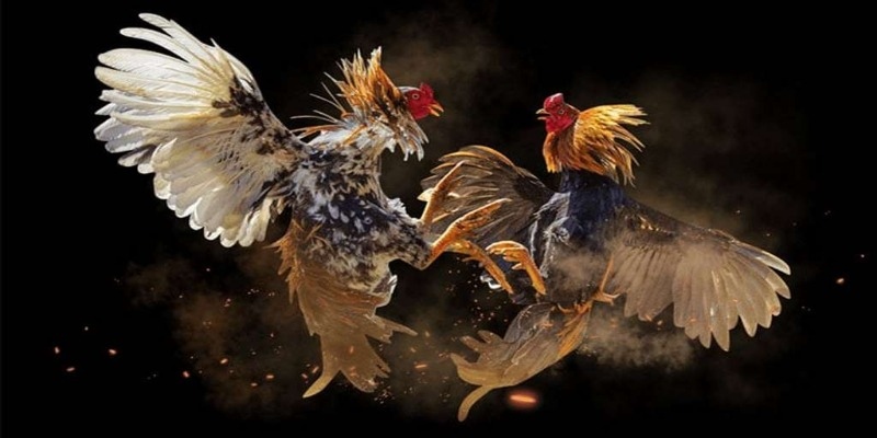 Tìm hiểu về cách Chơi gà đá